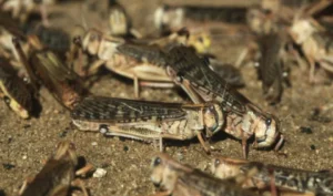 4a17a31b5d0b537_1700x1000_notrise