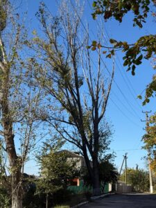 photo_2025-11-06_08-40-03