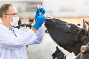 veterinar